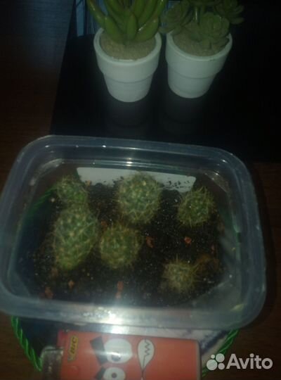 Комнатные цветы мамилярия, кудрявый хлорофитум