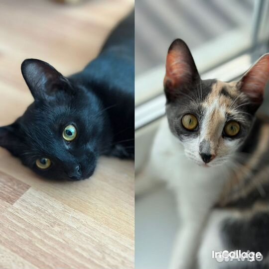 Маленькие солнышки