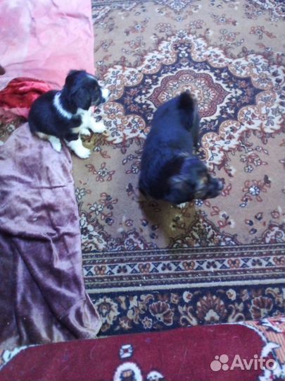 Щенки чихуахуа длинношерстные