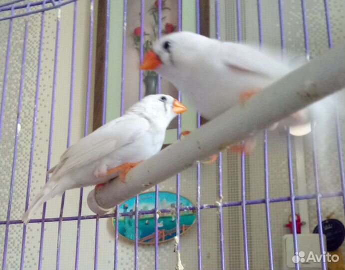 Зебровые и японские амадины