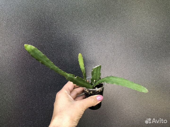 Суккуленты