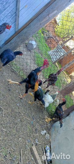 Бойцовый петух