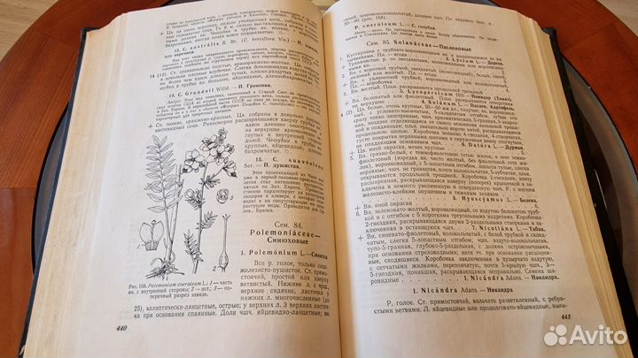 Флора средней полосы европейской части СССР