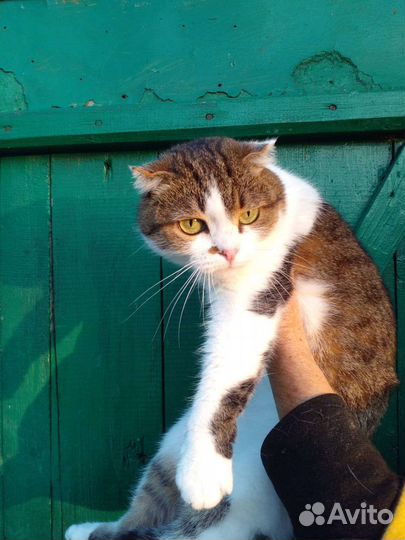 Шотландская вислоухая кошка бесплатно