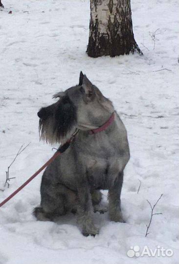 Миттельшнауцер Сэм ищет новый дом