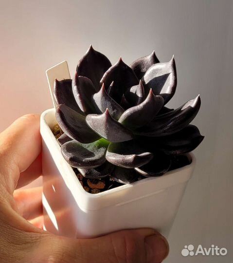 Суккуленты