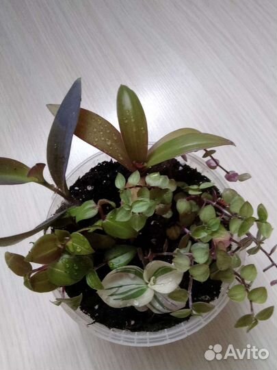 Традесканции