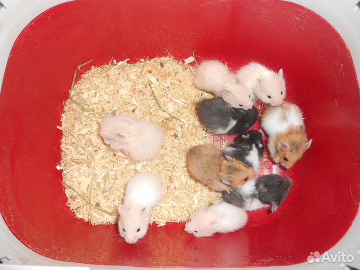 Маленькие сирийские хомячата