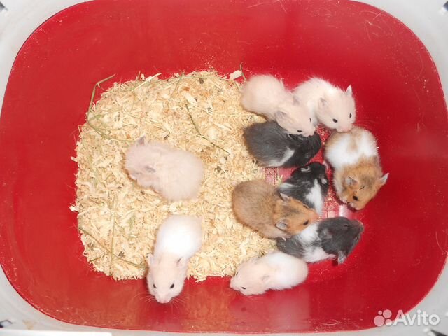 Маленькие сирийские хомячата