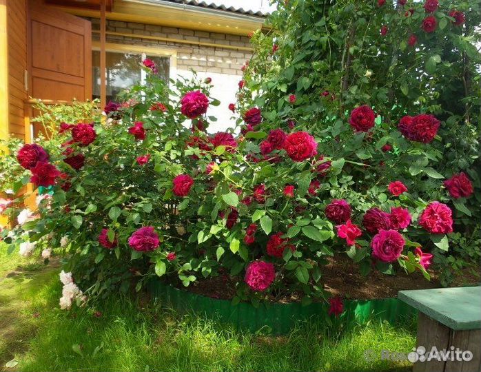 Английская роза Дарк Леди двухлетние саженцы
