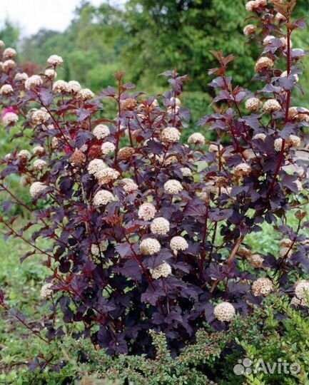 Пузыреплодник калинолистный