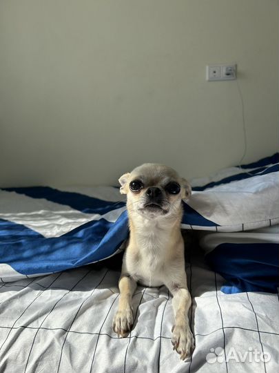 Вязка кобель чихуахуа