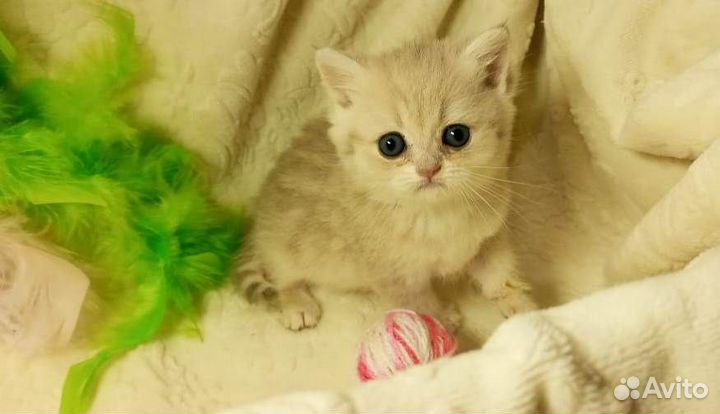 Британская куколка окрас Голубое золото