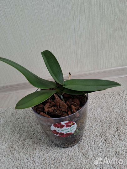 Орхидея Untold Stories