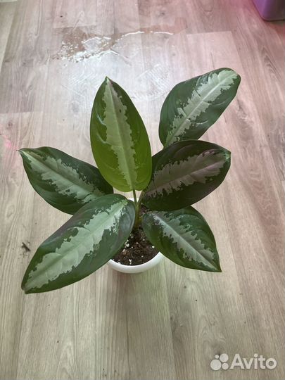 Крупные высокие растения