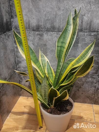 Сансевиерия