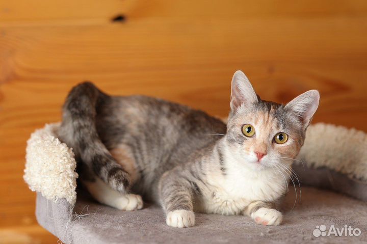 Спасите Соню. Трехцветная кошечка