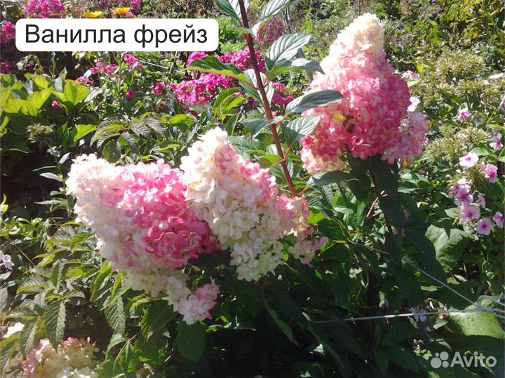 Гортензии, красивоцветущие кустарники,ежевика