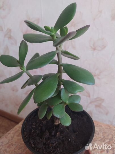 Толстянка, растёт 1 год