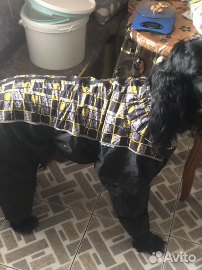 Дождевик для крупной собаки(сеттер)
