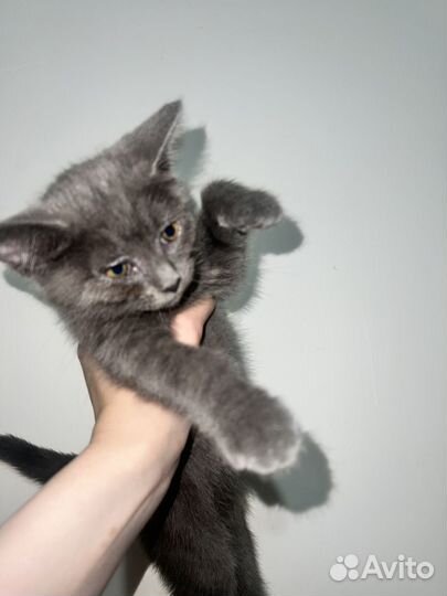 Котенок
