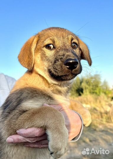 Щенок в добрые руки