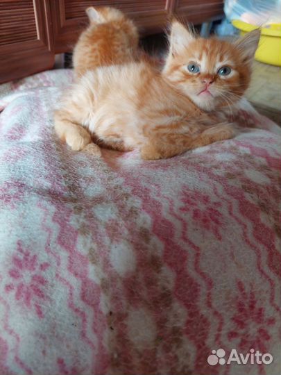 Котята рыженькие
