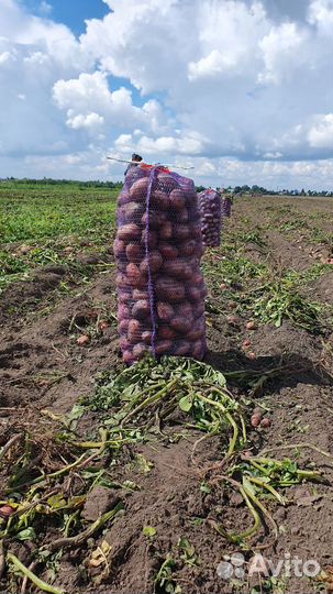 Картофель 2023г от производителя