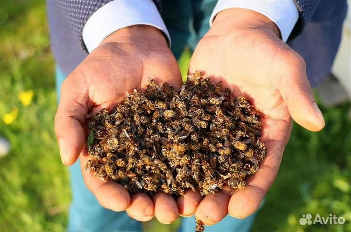 Пчелиный подмор