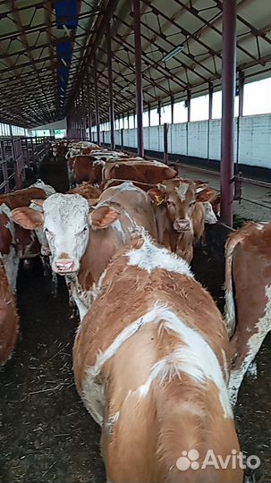 Телята бычки сементалы