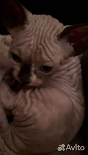 Канадский сфинкс 06.06.2023