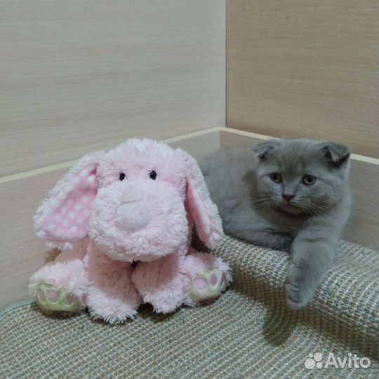 Котёнок вислоухий шотландский скоттиш фолд
