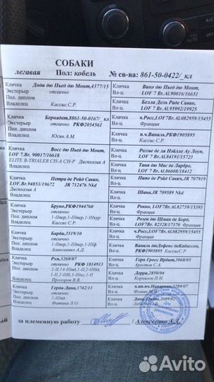 Щенки курцхаара,рождены15.07.23 от запланированн