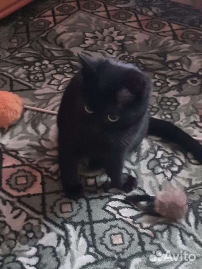 Стерилизованная молоденькая кошечка