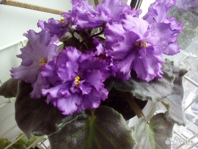 Фиалка сорт. Рассаж. детки, цветущие кусты