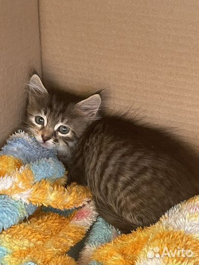 Кошки в добрые руки