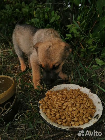 Сабачки в добрые ручки