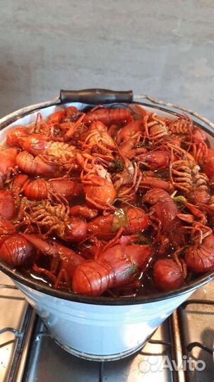 Живые раки, свежий улов всегда в наличии