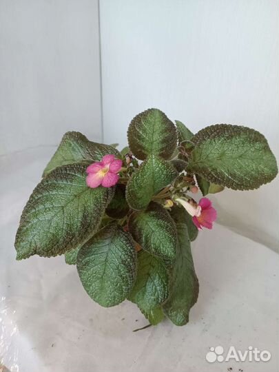 Эписция розовая, цветет