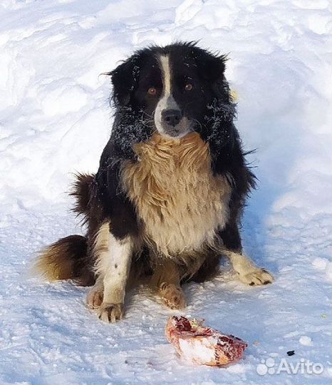 Собачка в добрые руки