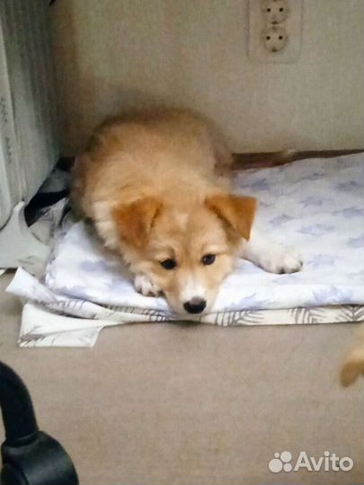 Собака в добрые руки щенок