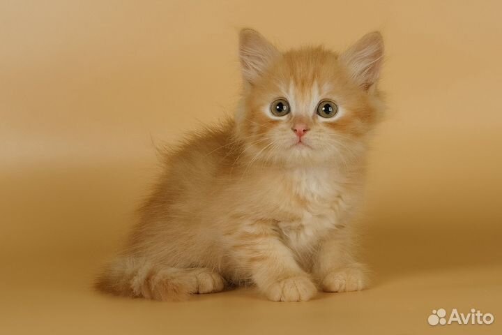 Котята отдам бесплатно