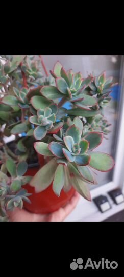 Суккуленты