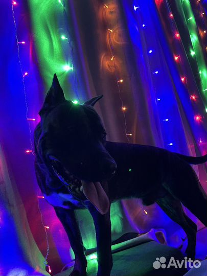 Вязка стаффордширский терьер