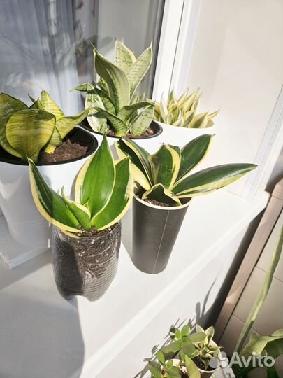 Сансевиерия хани крео