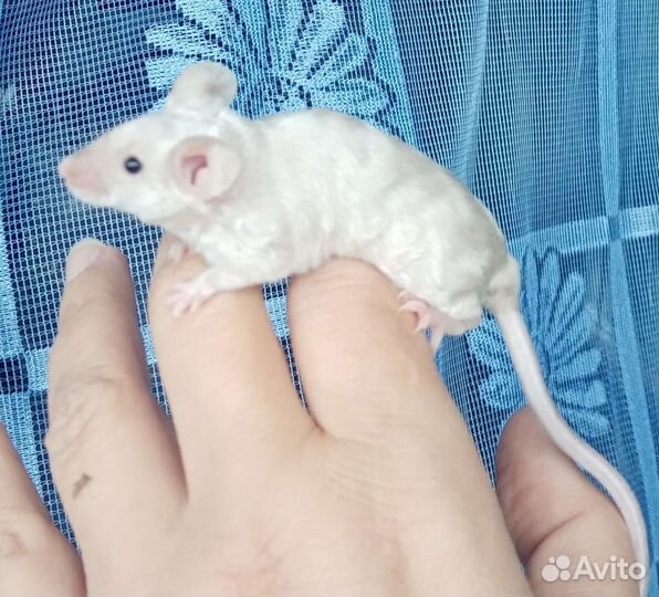 Мышки декоративные цветные ручные