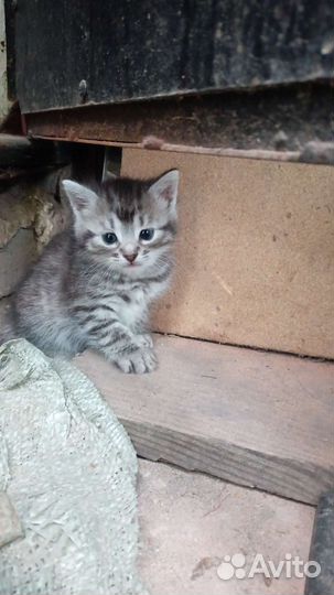 Котята в добрые руки приучены к лотку