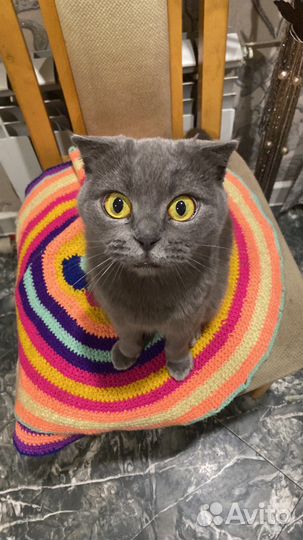 Британская вислоухая кошка