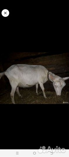 Зааненские дойные козы, козел