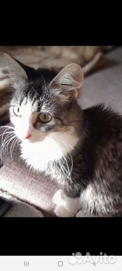 Кошечки ищут маму